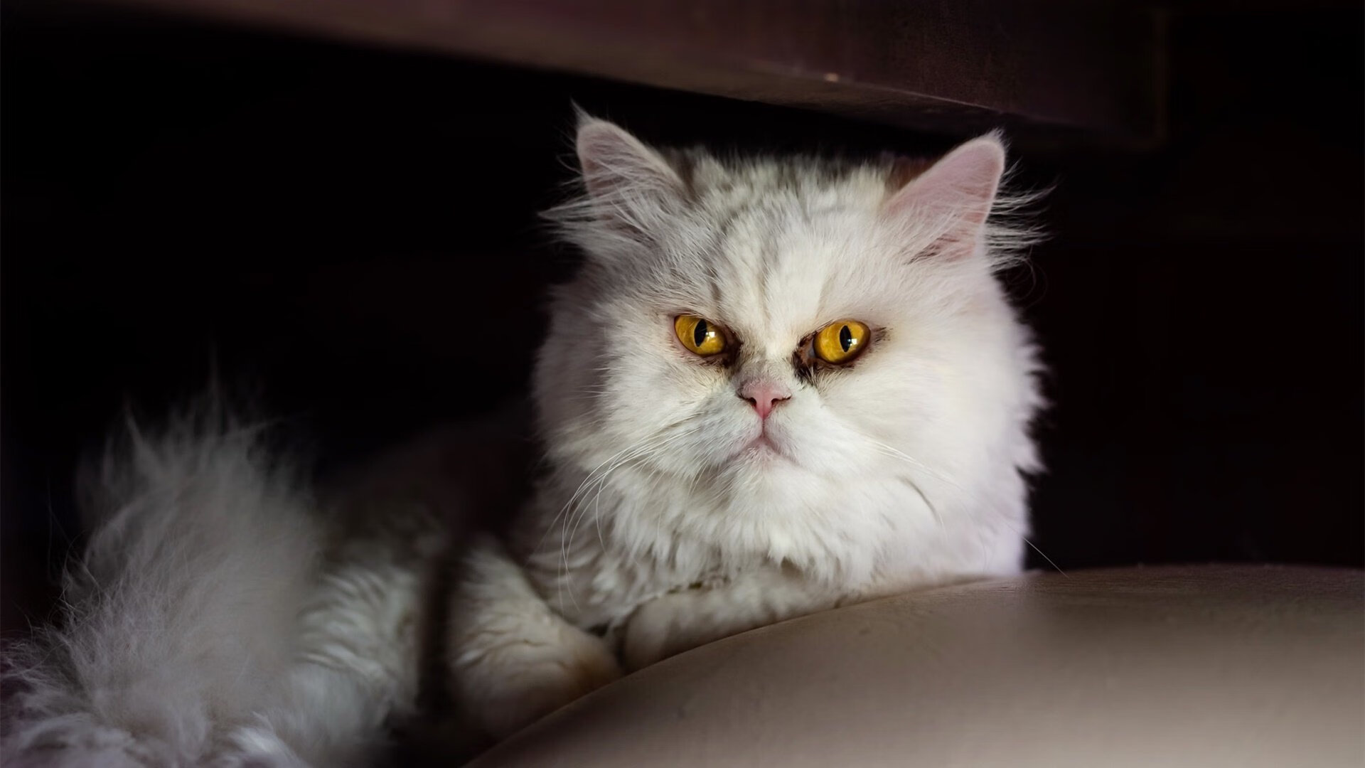 职业联赛观赛体验未实现全媒体互动化，职业联赛视频